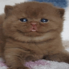 a brown kitten with blue eyes is laying down on a pink and white blanket