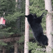 Climbing Viralhog GIF - Climbing Viralhog Black Bear GIFs