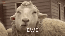 Sheep Ewe GIF - Sheep Ewe Chewing GIFs