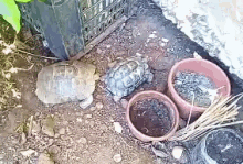 pushing push dump fight turtle