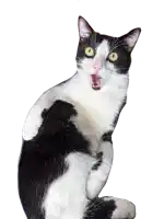 a black and white cat with yellow eyes is sitting with its mouth open