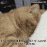 a close up of a cat with the words " the moment they were released into this system " above it