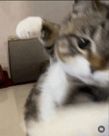 a close up of a cat 's face with a white paw in the foreground