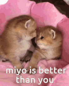 Miyo Mimi GIF - Miyo Mimi GIFs