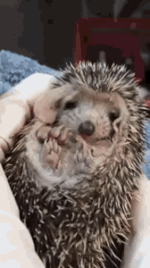 Hedgehog Life Is Exhausting GIF - Hedgehog Cute Cuddle GIFs