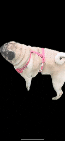 a pug dog wearing a pink harness is standing on its hind legs