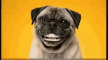 Happy Birthday Pug GIF - Happy Birthday Pug Smile GIFs