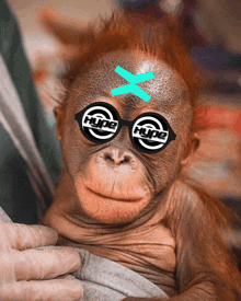 Orangutan Hype GIF - Orangutan Hype Hype Glasses GIFs