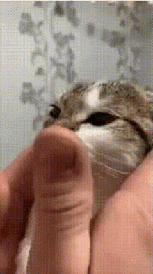 Cat Smooth GIF - Cat Smooth GIFs