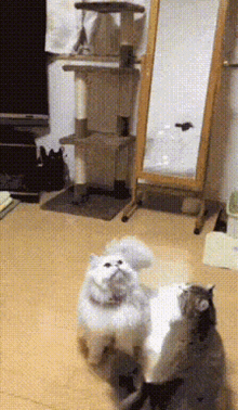 Cat Bubble GIF - Cat Bubble Funny GIFs