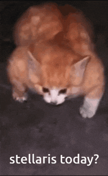 a picture of a cat with the words " stellaris today " below it