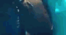Anitta Maluma GIF - Anitta Maluma Kiss GIFs