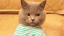 Trigger Cat GIF - Trigger Cat GIFs
