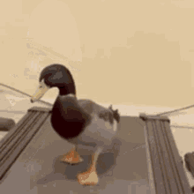 Duck Ducky GIF - Duck Ducky Exercise GIFs