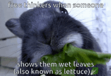 free thinkers lettuce bunny