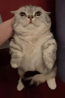 a cat is standing on its hind legs looking up at the camera