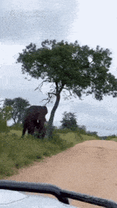 a couple of elephants standing next to a tree on the side of a dirt road .