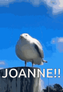 Joanne GIF - Joanne GIFs