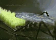 Mosquito Eggs GIF - Mosquito Eggs Aedes GIFs