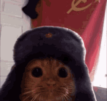 Russian Cat GIF - Russian Cat GIFs