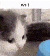 a gray and white cat is sitting next to a blue bowl with the word wut written on it .