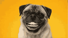 Pug Life GIF - Pug Life Laughing GIFs
