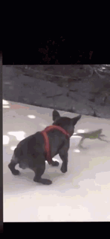 dog iguana spinning