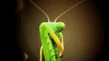 Zchat Praying Mantis GIF - Zchat Praying Mantis GIFs