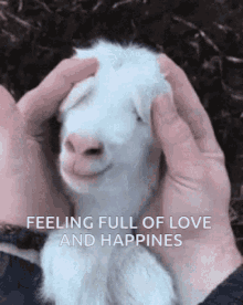 Happy Happy Goat GIF - Happy Happy Goat Goat Is Happy GIFs
