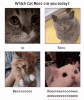Cat Ree GIF - Cat Ree Reee GIFs