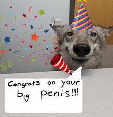 a dog wearing a party hat is holding a party popper and a sign that says " congrats on your big penis "