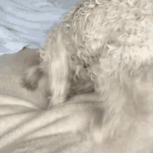 a white dog laying on a bed with its paws on the blanket
