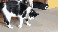 Cat Acrobat GIF - Cat Acrobat GIFs