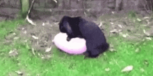 a black dog is laying on top of a white pillow in the grass .