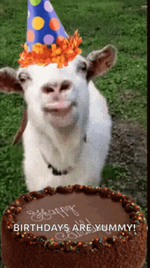 happy birthday cake goat party
