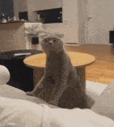 Cat Smell GIF - Cat Smell Smelly GIFs