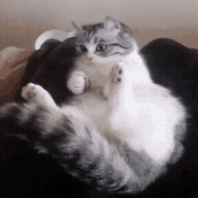 Komar Cat GIF - Komar Cat GIFs