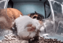 a group of hamsters are eating food in a clear container
