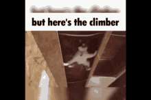 Cat Here Is The Climber GIF - Cat Here Is The Climber GIFs