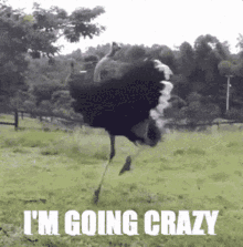 Going Crazy Boredom GIF - Going Crazy Boredom Ostrich GIFs