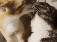 Cats Kissing Grooming GIF