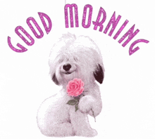 a white dog is holding a pink rose with the words good morning written above it