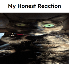 Honest Reaction Cat GIF