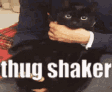 Cat Thug GIF - Cat Thug Shaker GIFs
