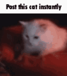 kneading cat post meme fast