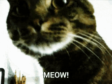 Timmy Cat GIF