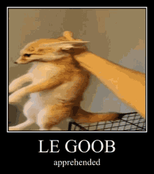 Le Goob Fennec Fox GIF