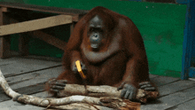 Orangutan Saw GIF - Orangutan Saw GIFs