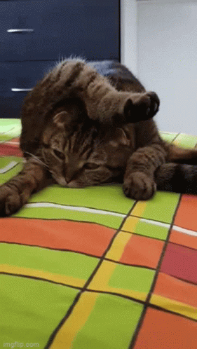 Cats With Funny Faces GIFs | Tenor