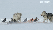 Wolf Northwestern Wolf GIF - Wolf Northwestern Wolf Yellowstone GIFs